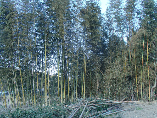 竹藪の整理