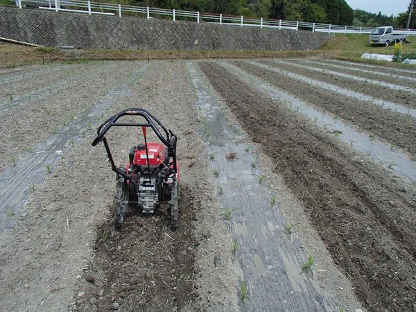 ミニ耕運機で除草