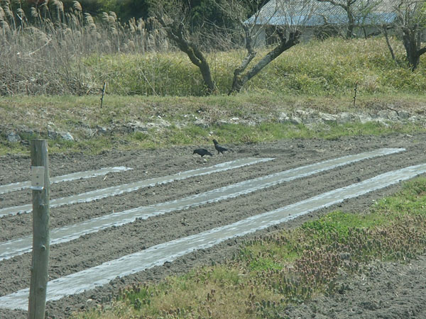 畑のカラス