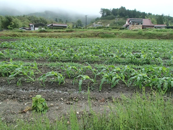 大雨強風で斜めになった