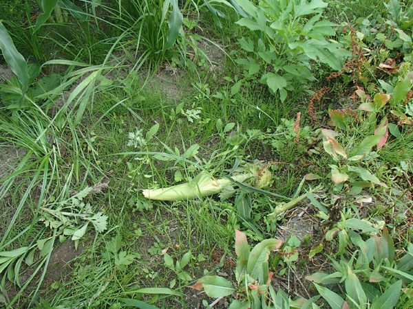 ハクビシンに食われました