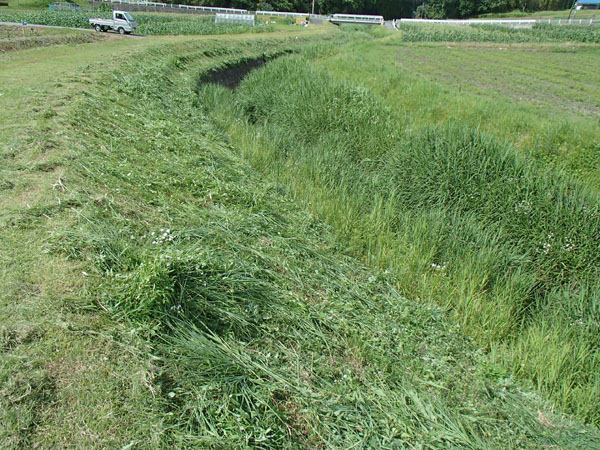 堤防の草刈り