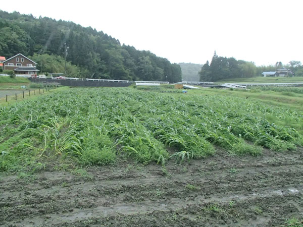 とうもろこし 今年も倒伏