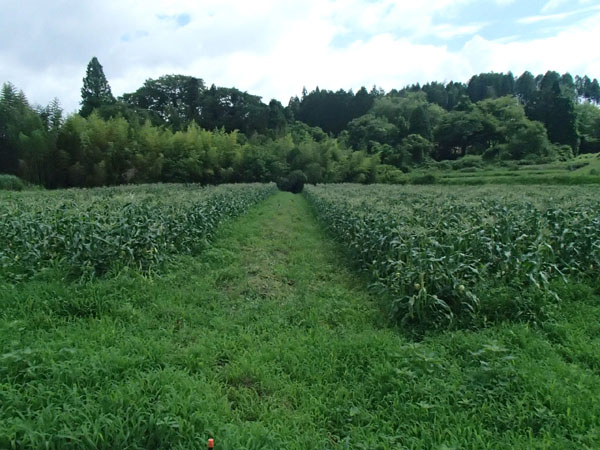 草ぼうぼうのとうもろこし畑とキジ