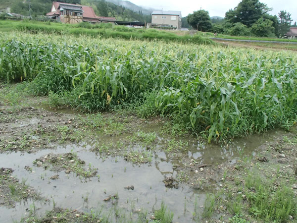 水田？でとうもろこし