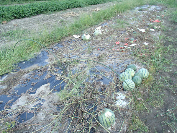 ハクビシンに食われたスイカ