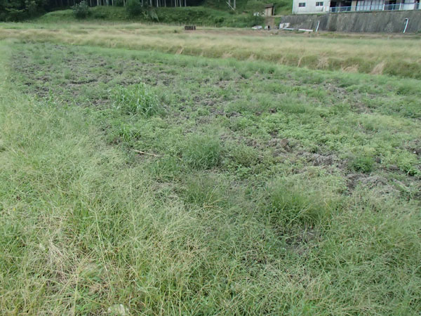 イノシシが掘り返した跡