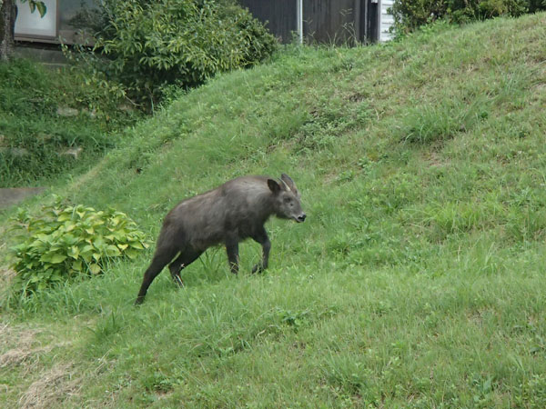 ニホンカモシカ