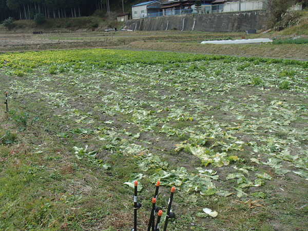 ミニ白菜 出荷のあと