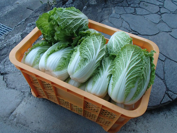 B品のミニ白菜 B品のミニ白菜
