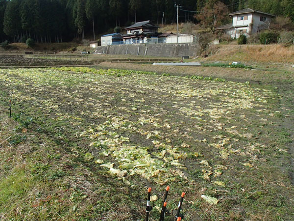 ミニ白菜 もうすぐ終わり