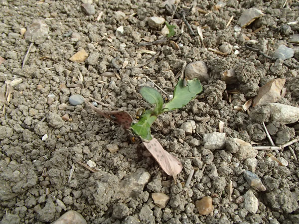 ひまわりの芽 ハムシに食われる