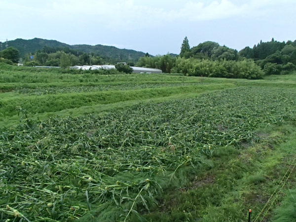 とうもろこし畑 全倒伏