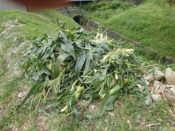 獣害とうもろこしの山