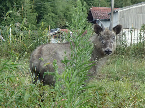 畑にやってきたニホンカモシカ